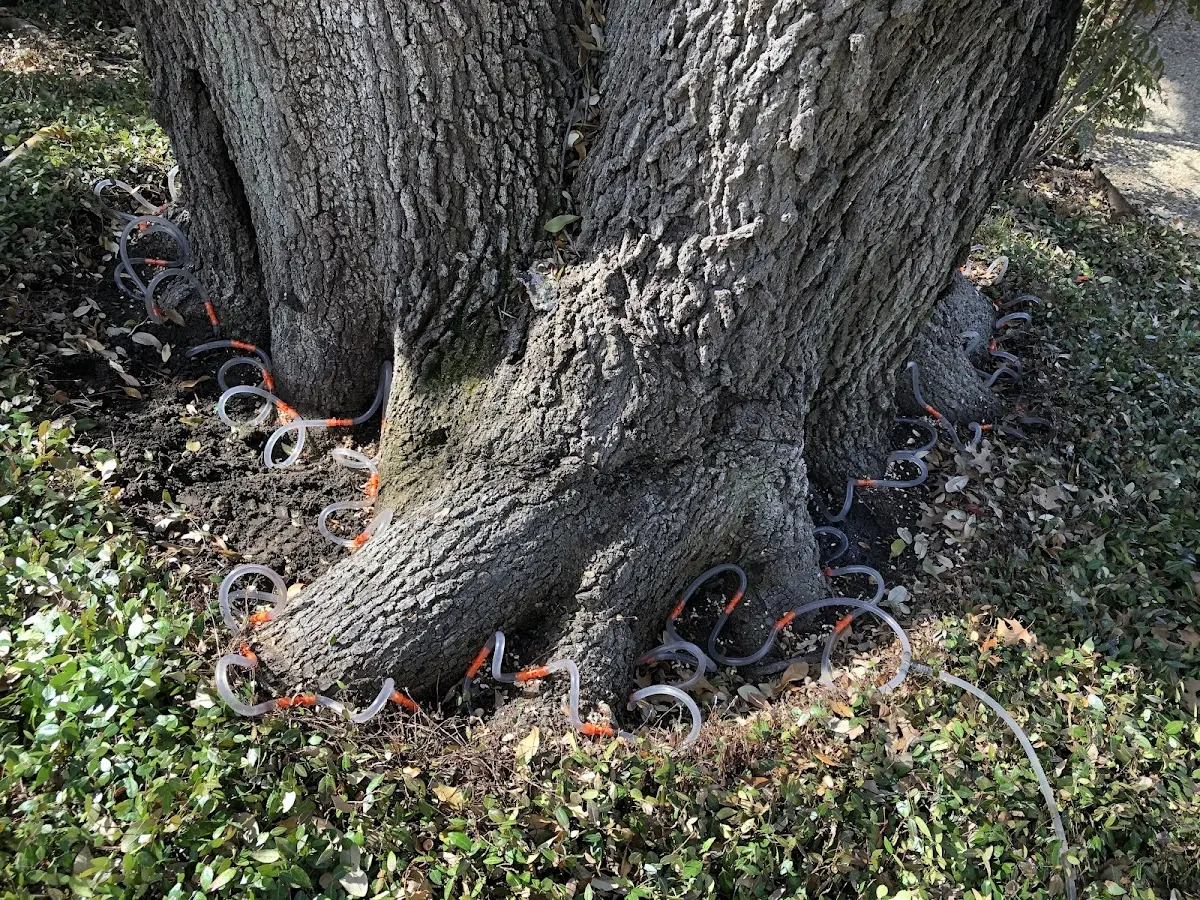 Detailed Tree Cabling and Bracing job site in Kennesaw